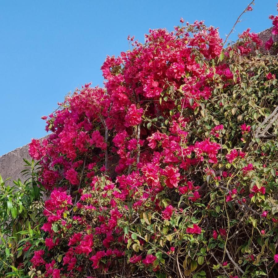Riad Les Deux Citronniers Marrakesh Ngoại thất bức ảnh