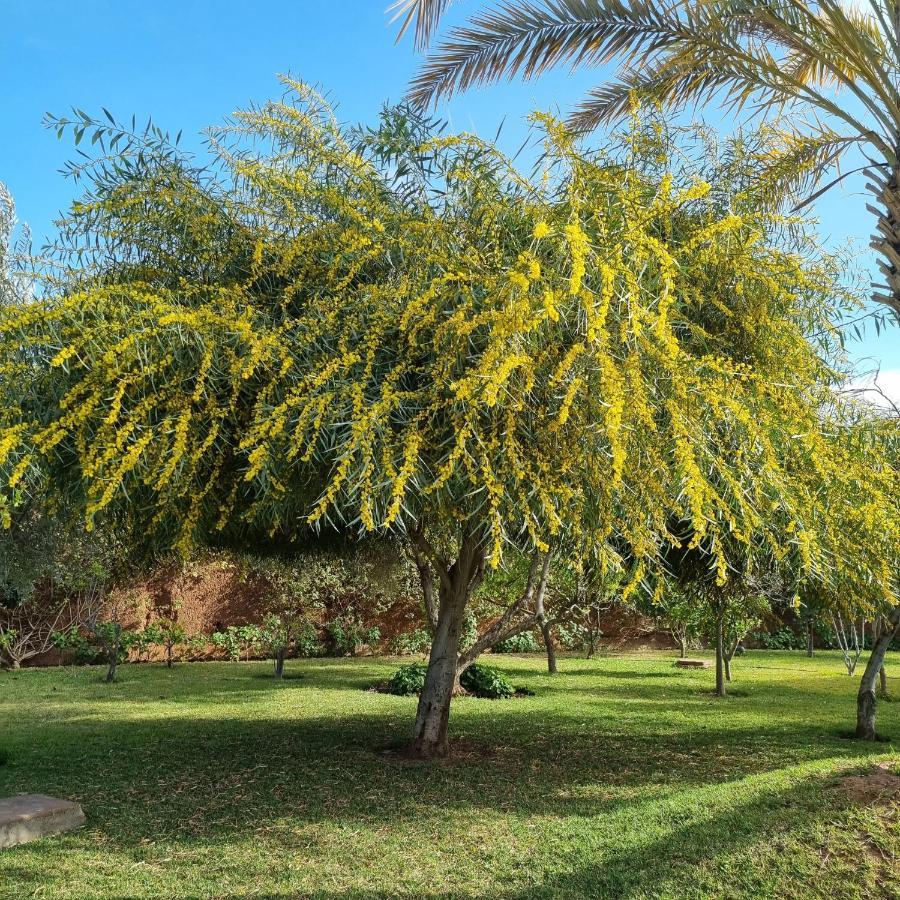Riad Les Deux Citronniers Marrakesh Ngoại thất bức ảnh