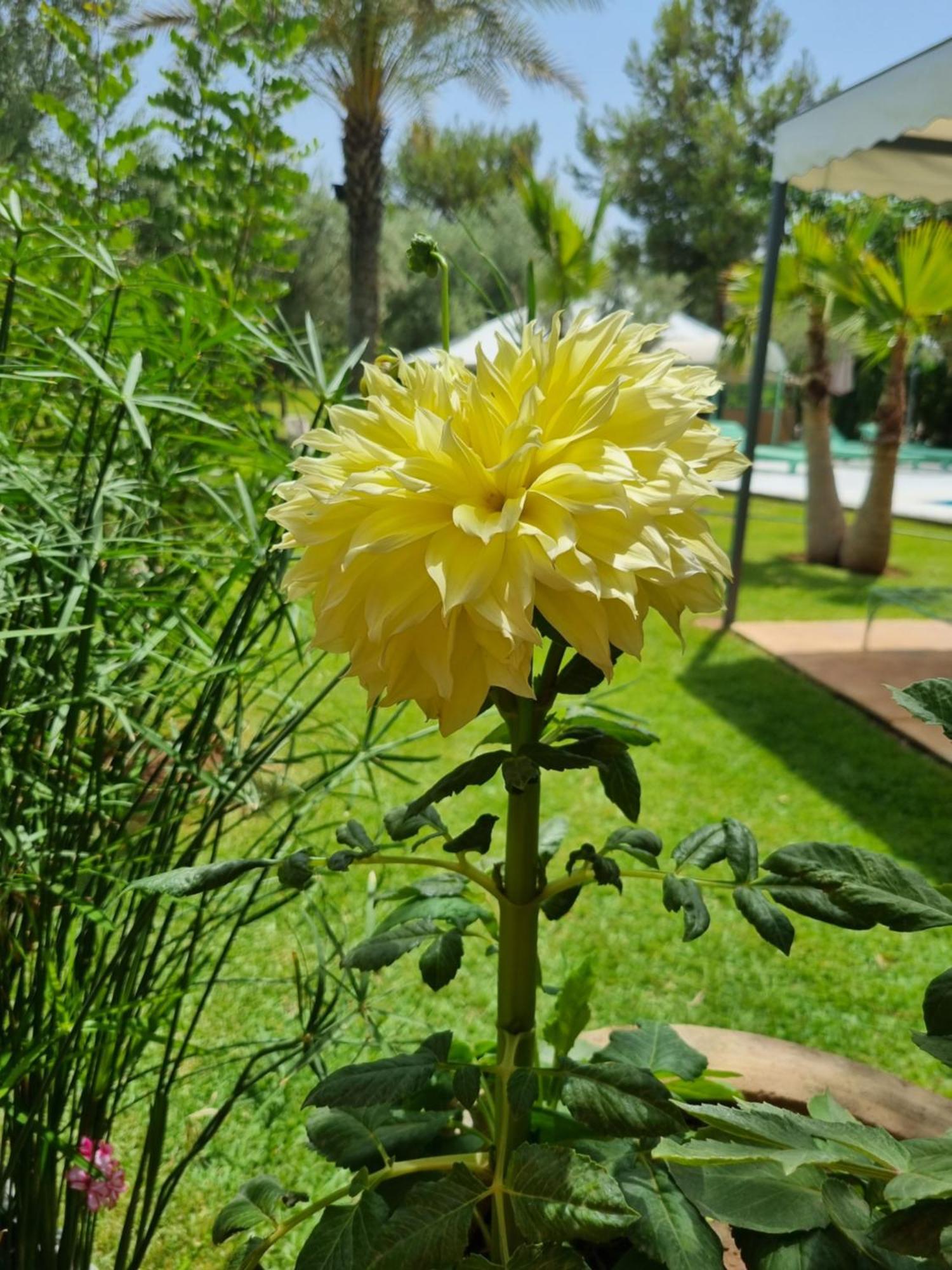 Riad Les Deux Citronniers Marrakesh Phòng bức ảnh
