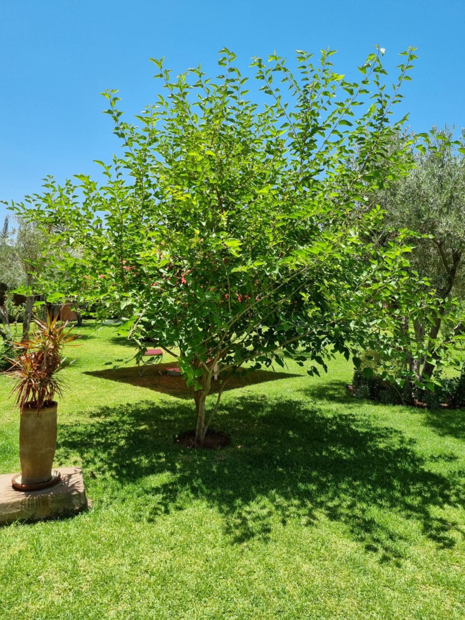 Riad Les Deux Citronniers Marrakesh Phòng bức ảnh