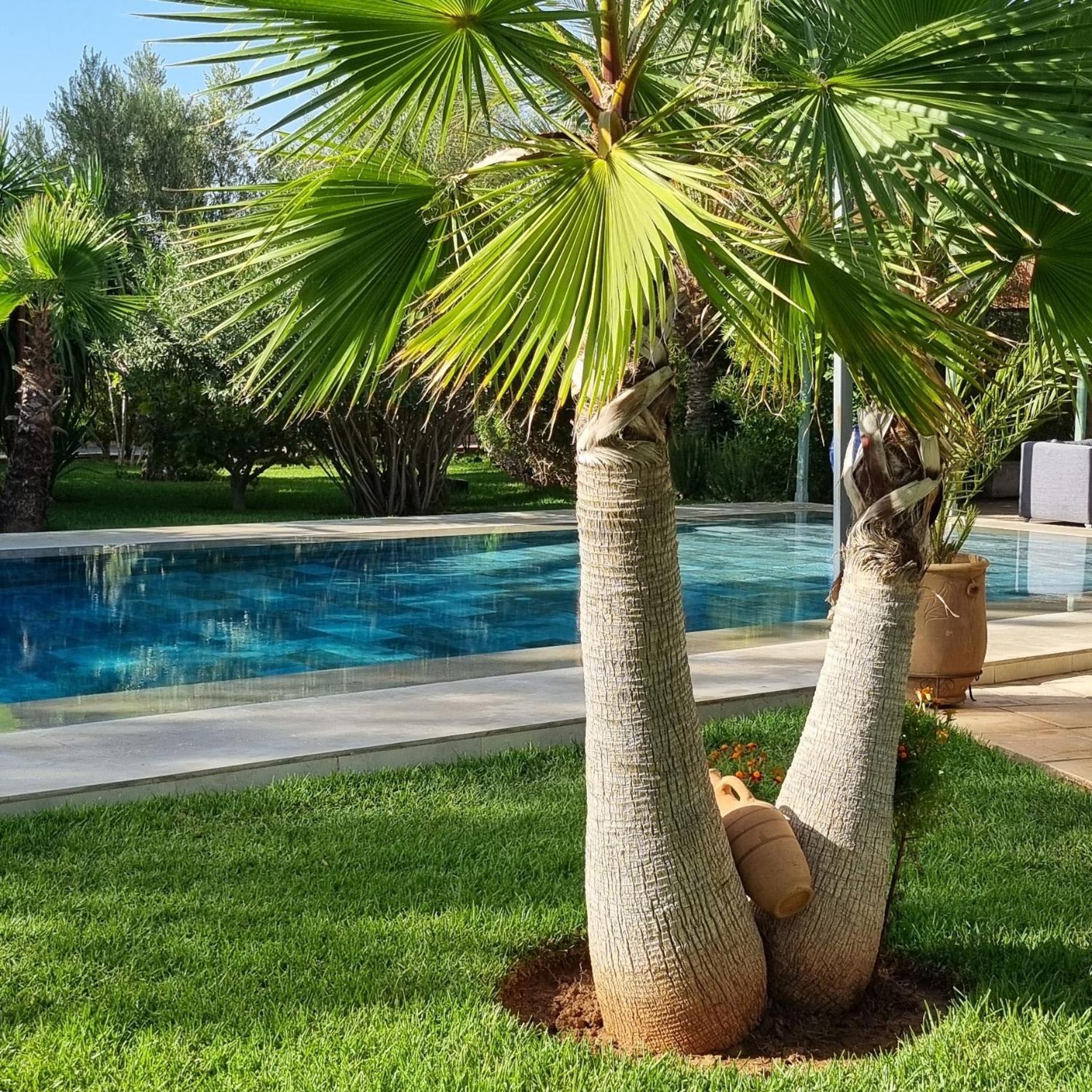 Riad Les Deux Citronniers Marrakesh Ngoại thất bức ảnh